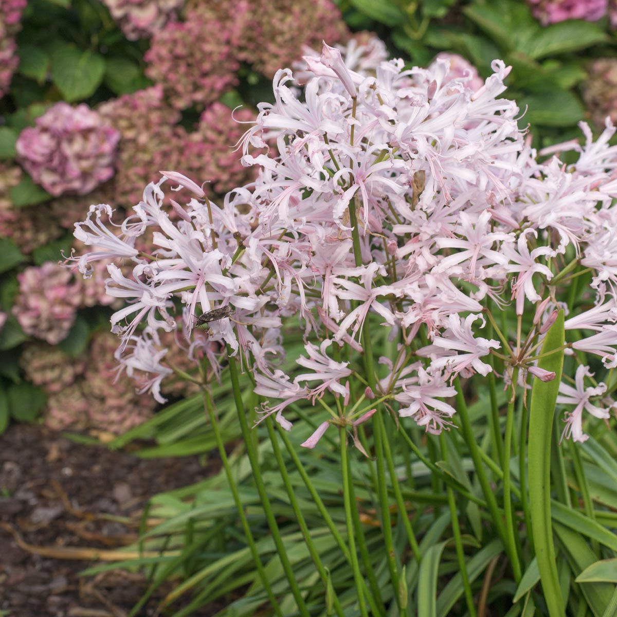 Nerine bowdenii Vesta - Nerines - Fluwel