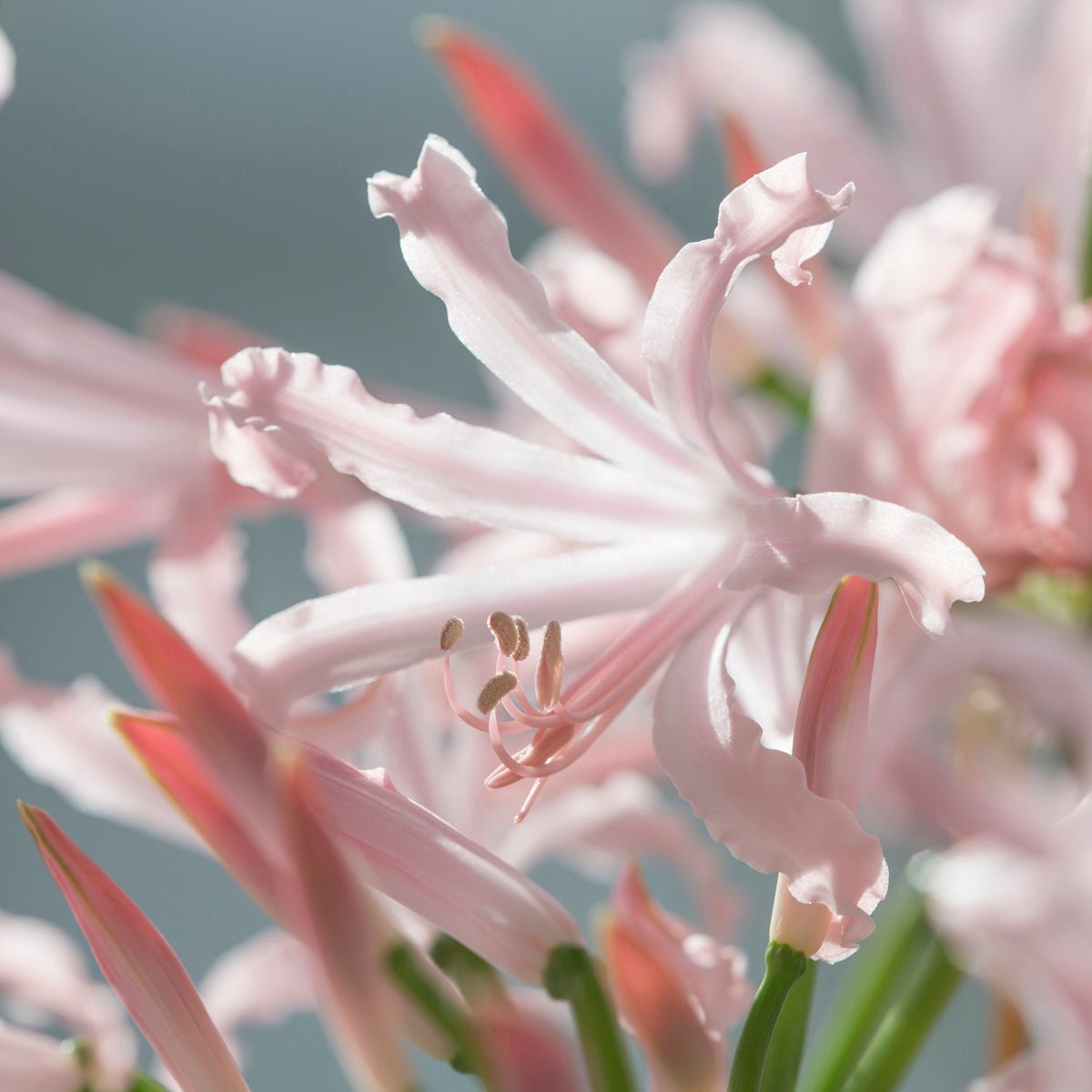 Nerine bowdenii Vesta - Nerines - Fluwel