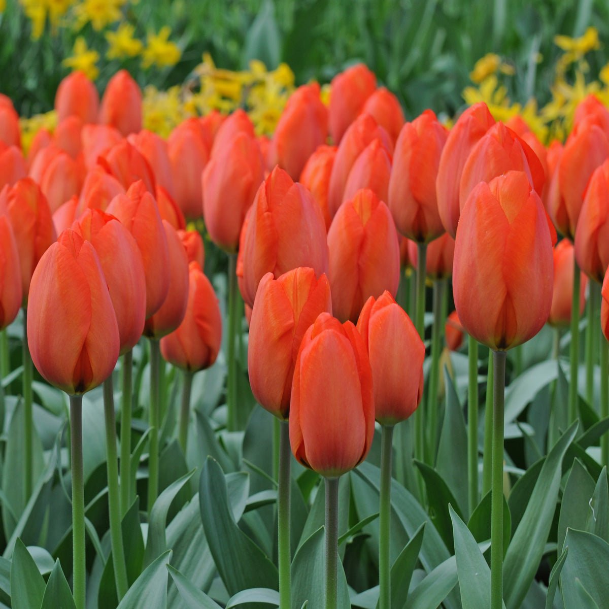 Orange Balloon - Tulips - Fluwel