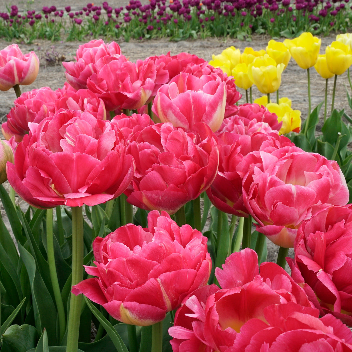 Pinza - Tulips - Fluwel