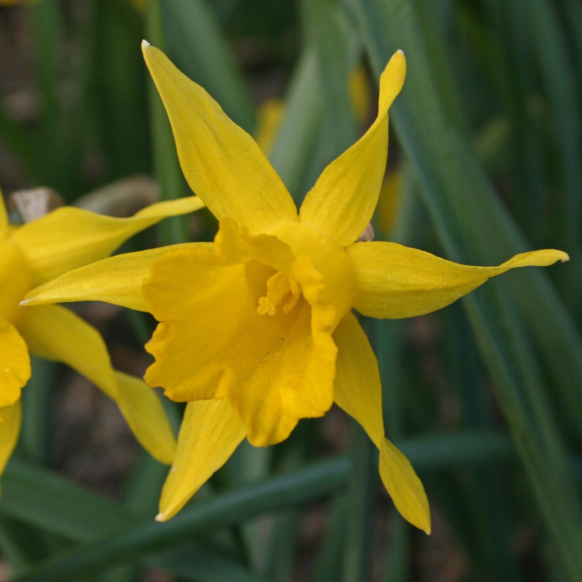 pumilus - Special Narcissus - Fluwel