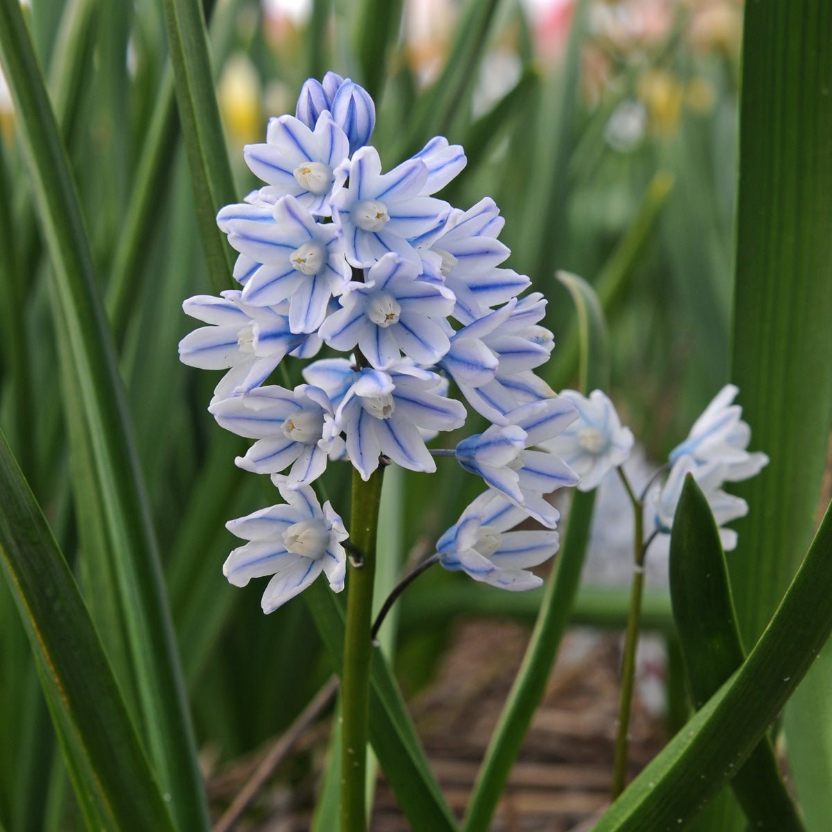 Puschkinia scilloides var. libanotica - Spring specialty bulbs - Fluwel