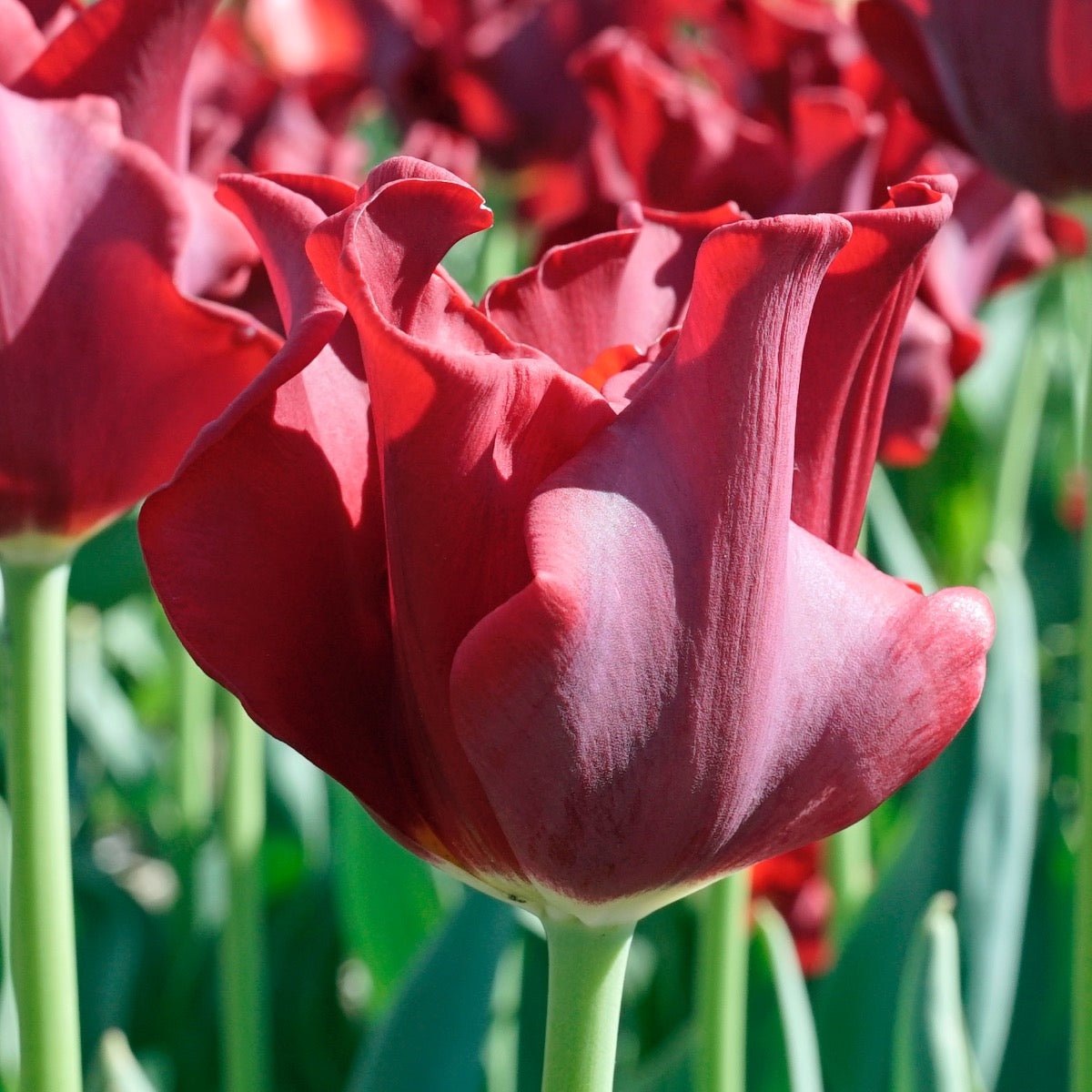 Red Dress - Tulips - Fluwel