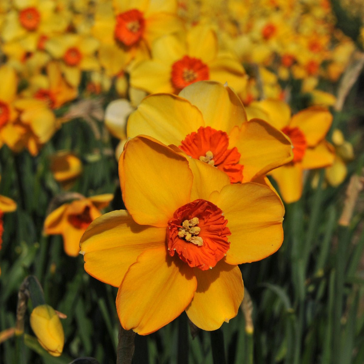 Sabine Hay - Special Narcissus - Fluwel