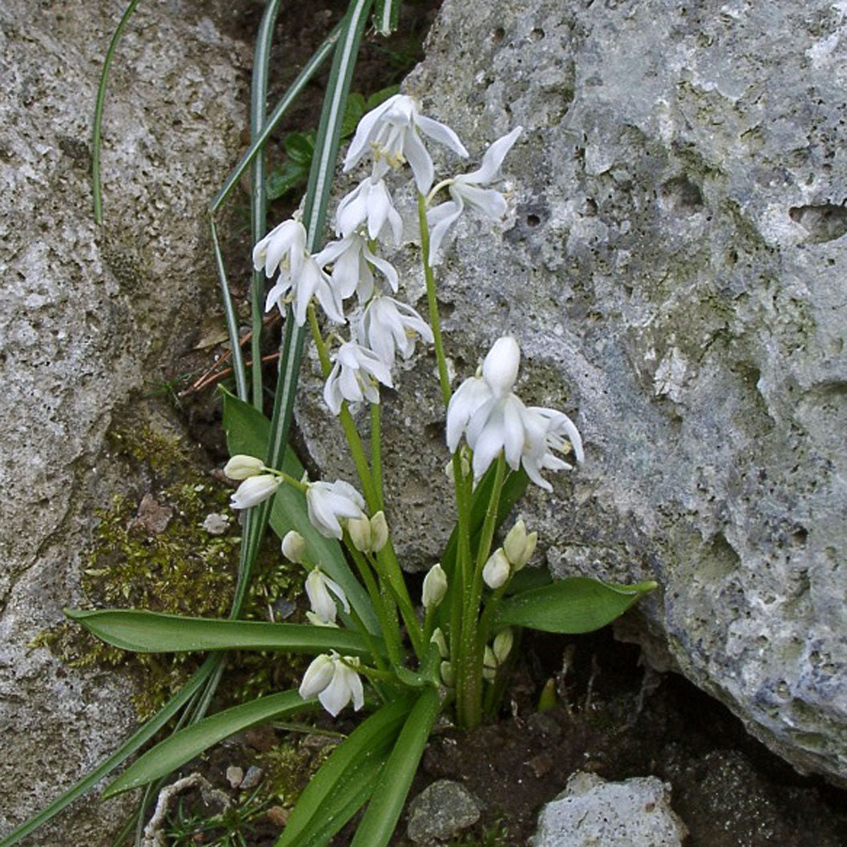Scilla siberica Alba - Spring specialty bulbs - Fluwel