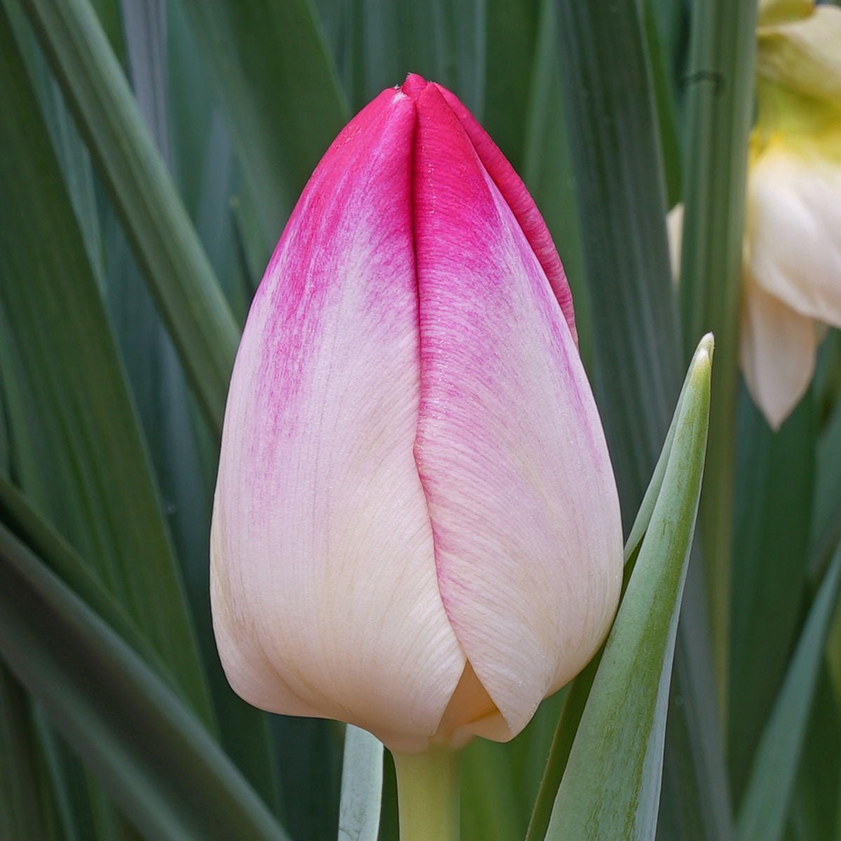 Supri Erotic - Tulips - Fluwel
