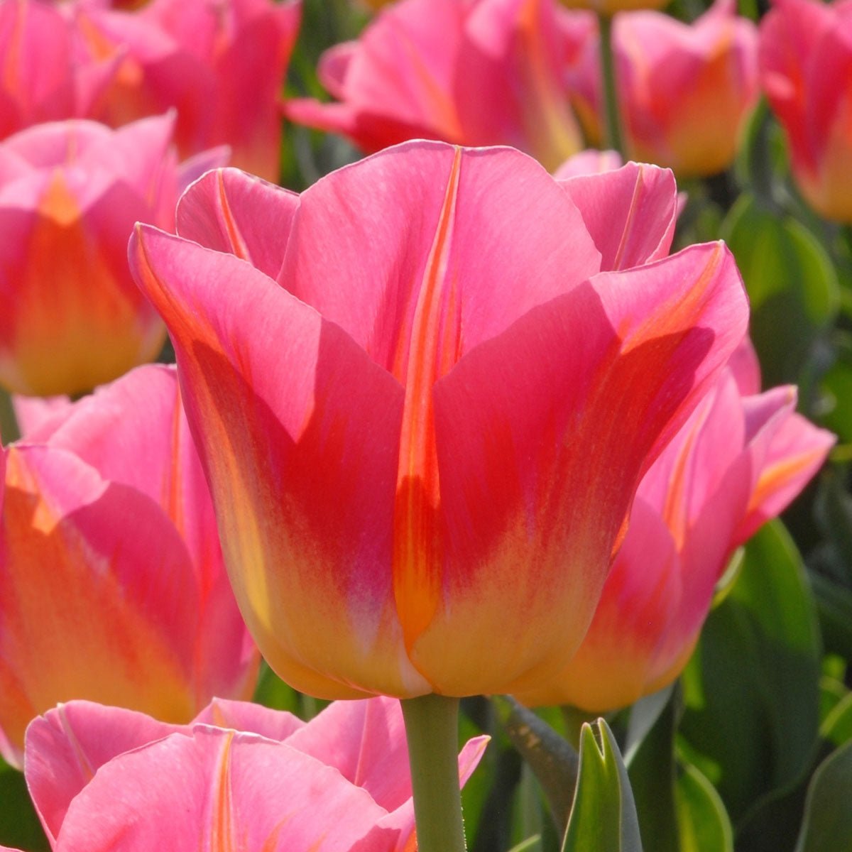 Tom Pouce - Tulips - Fluwel