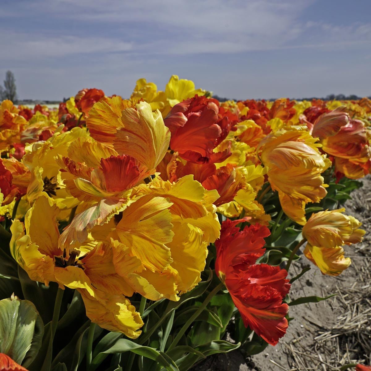 Tukano™ - Tulips - Fluwel