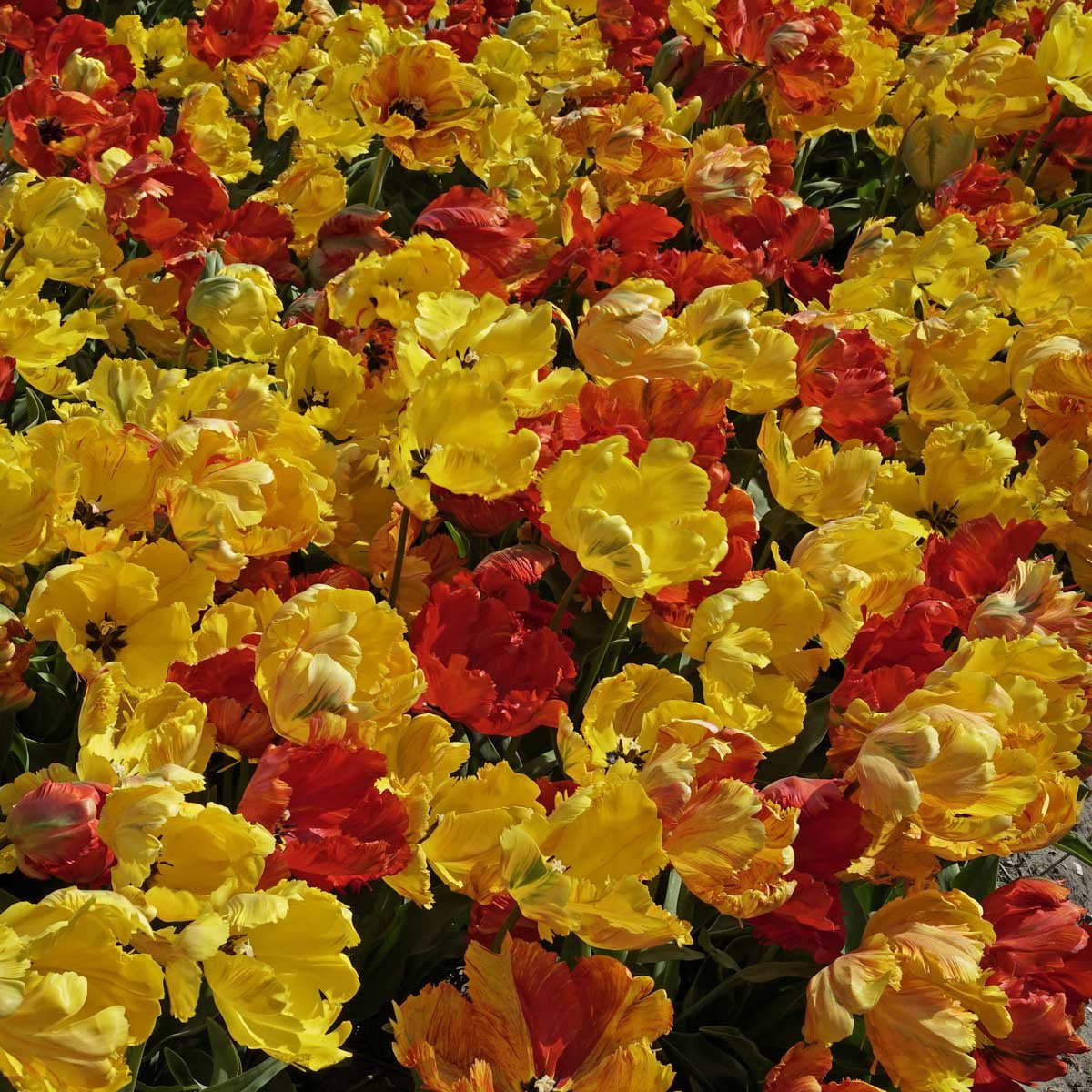 Tukano™ - Tulips - Fluwel