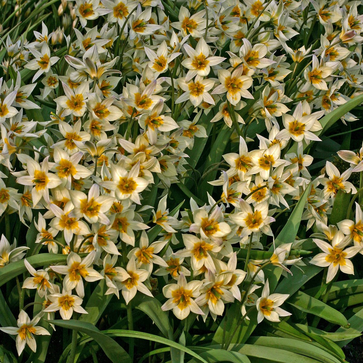 Turkestanica - Tulips - Fluwel