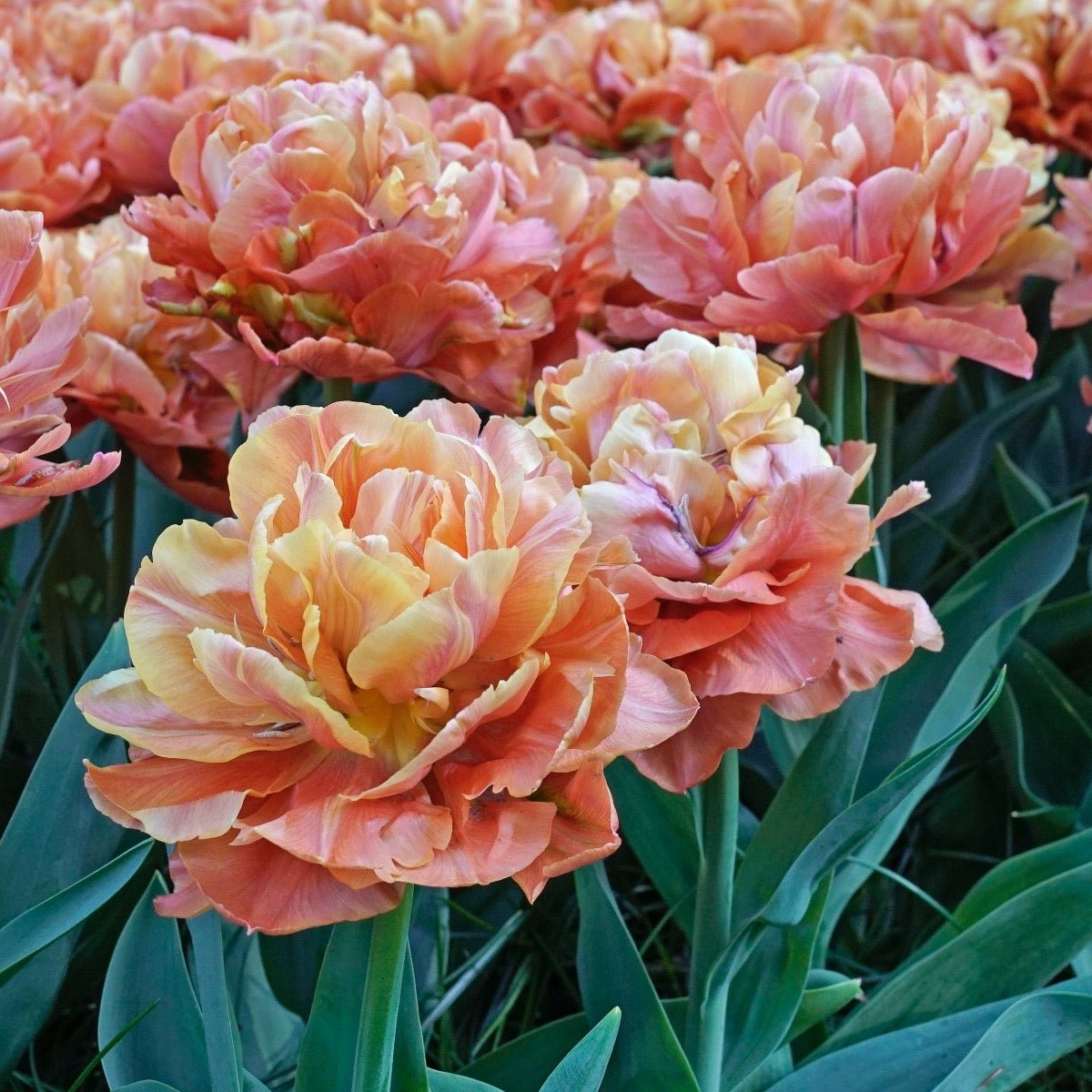 Valdivia - Tulips - Fluwel