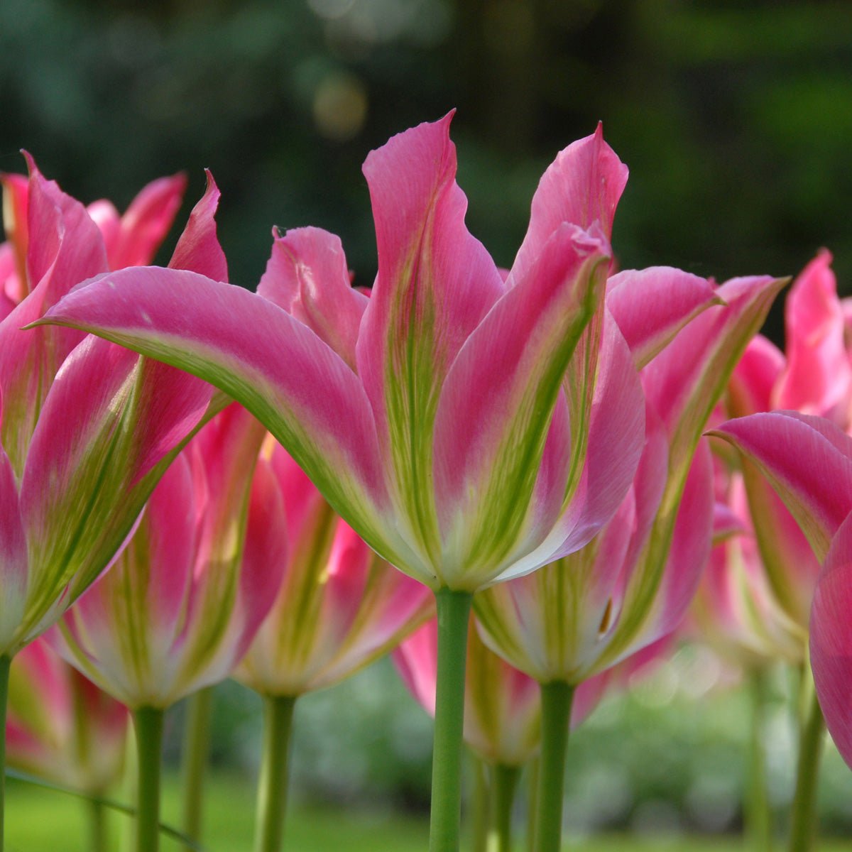 Virichic - Tulips - Fluwel