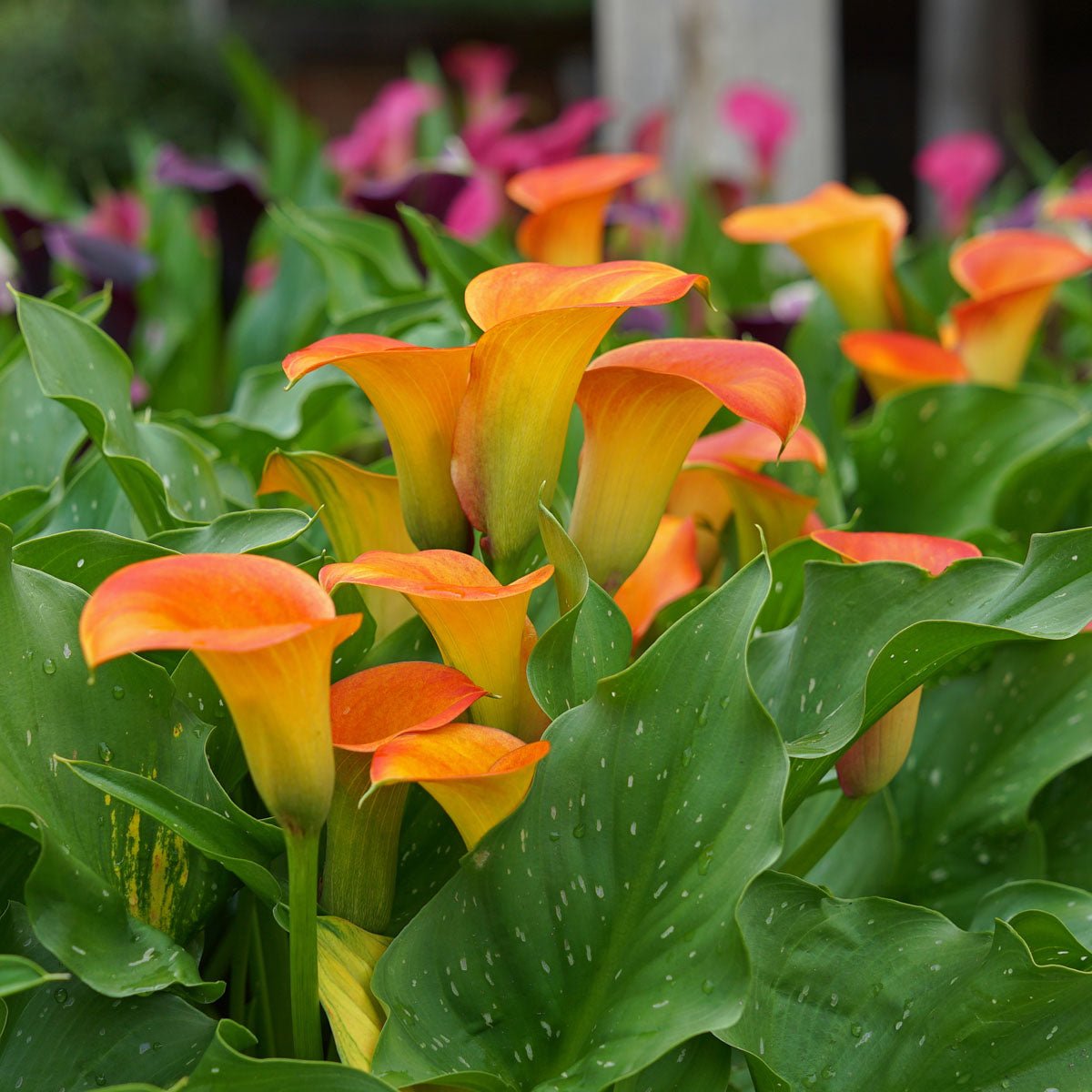 Zantedeschia Brunello - Zantedeschias - Fluwel