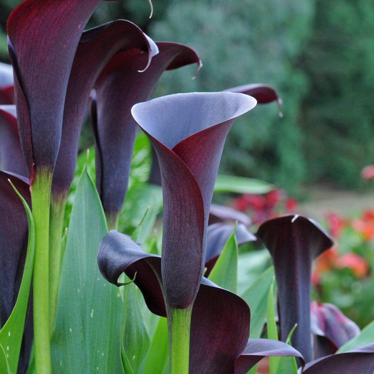 Zantedeschia Odessa - Zantedeschias - Fluwel