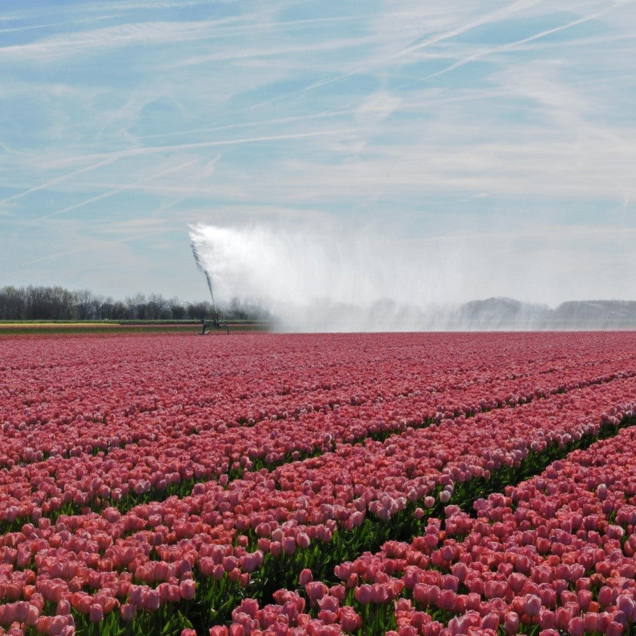 Tulpen bewässern