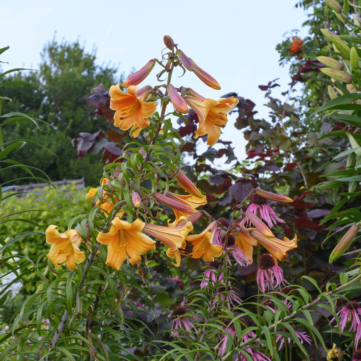 Lilien mit Kräutern aus dem Wok