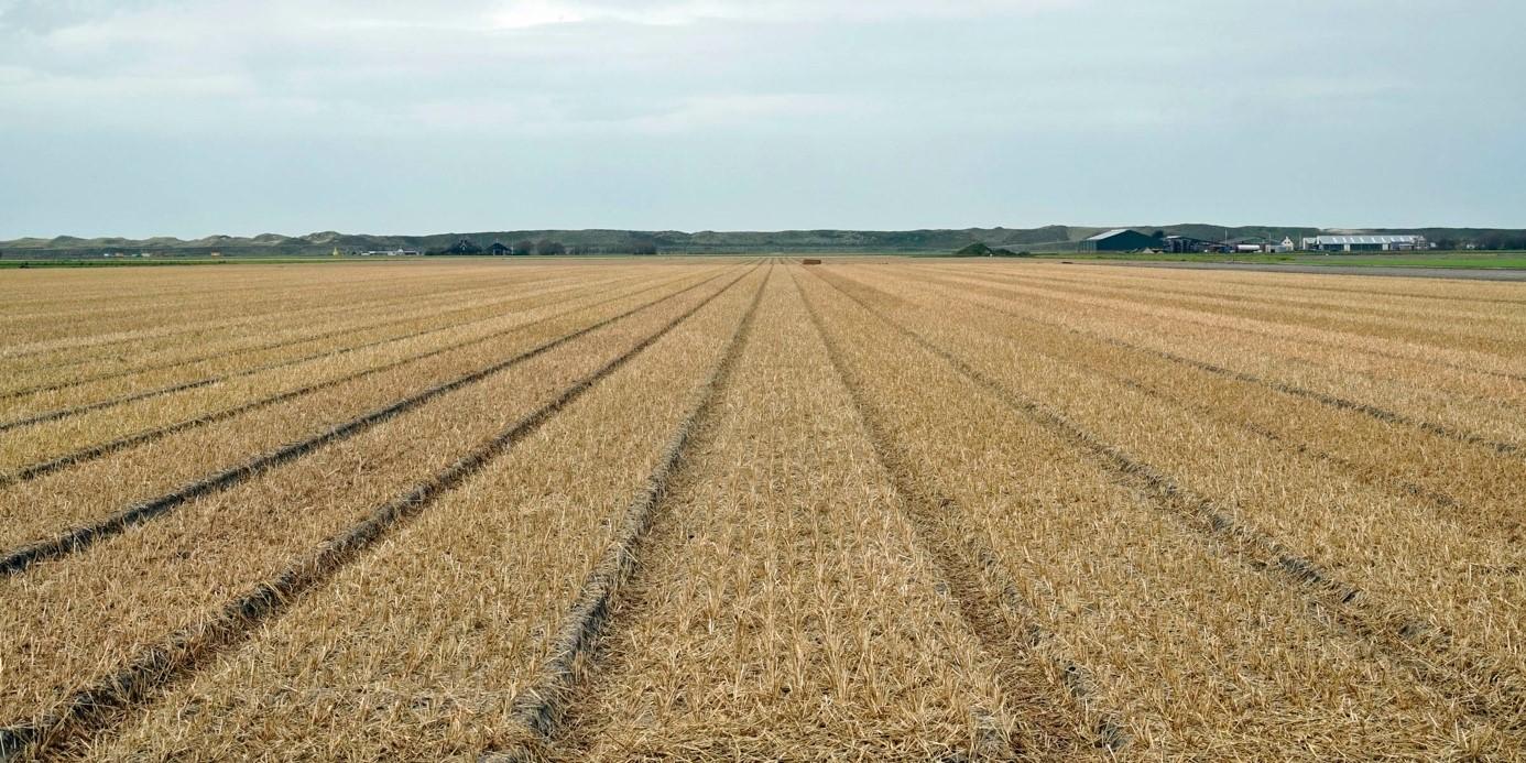 Die Goldküste