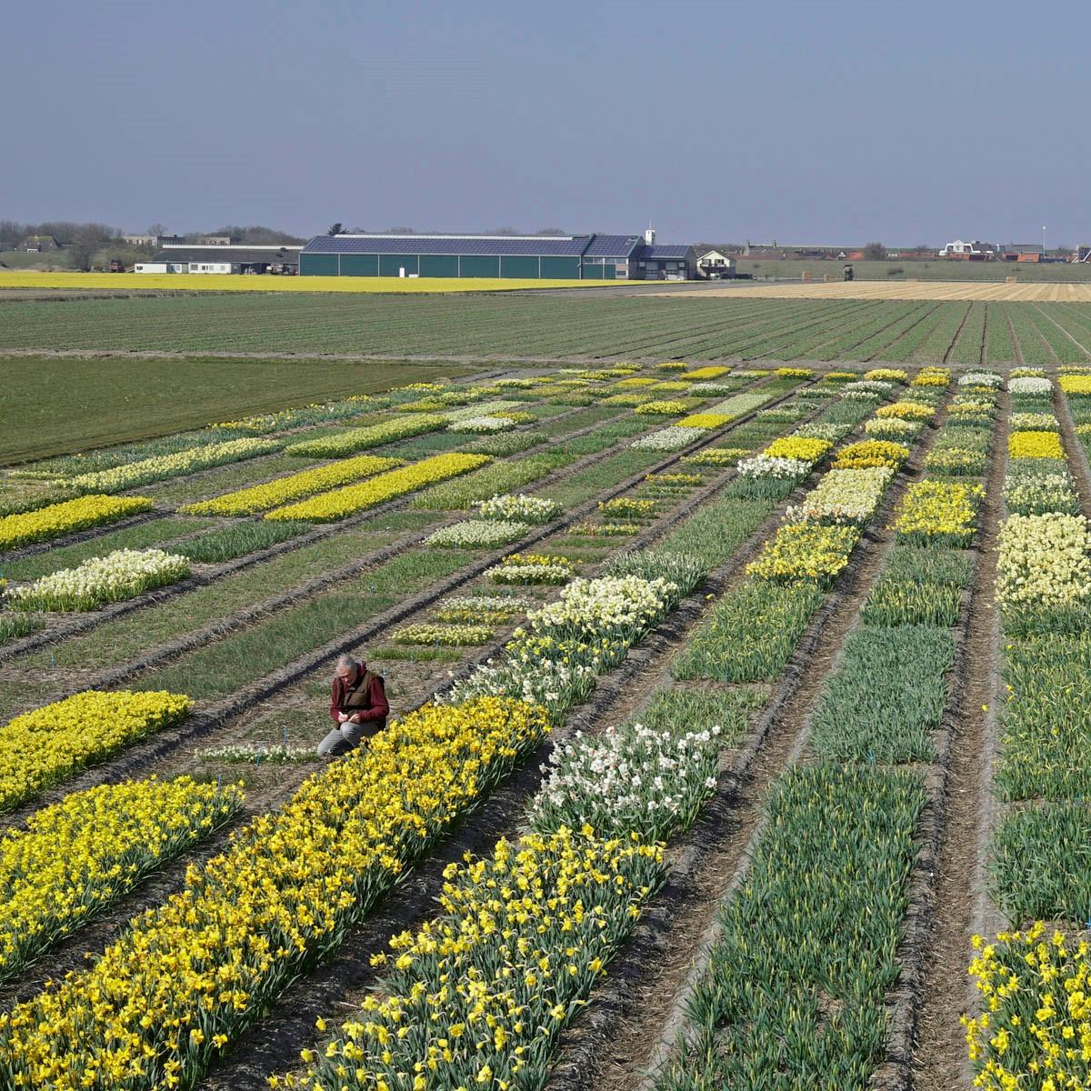 Blüten ja, ... aber keine Besucher