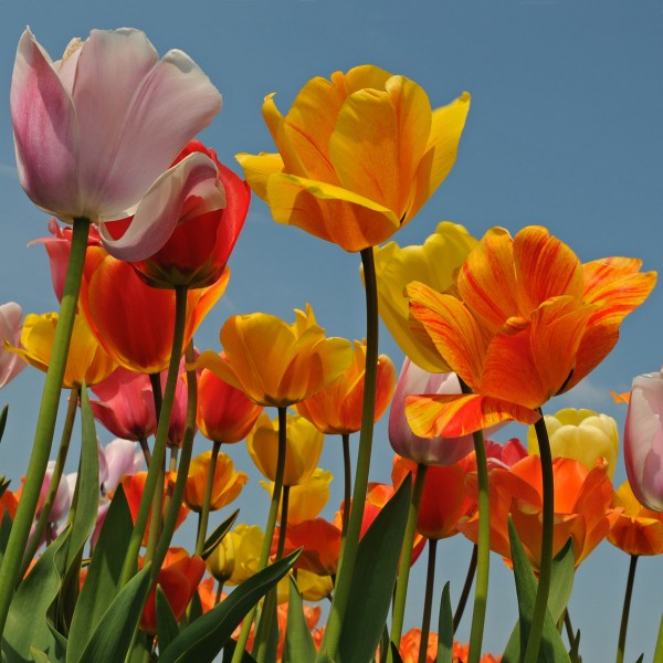 Gute Tulpen für den Garten