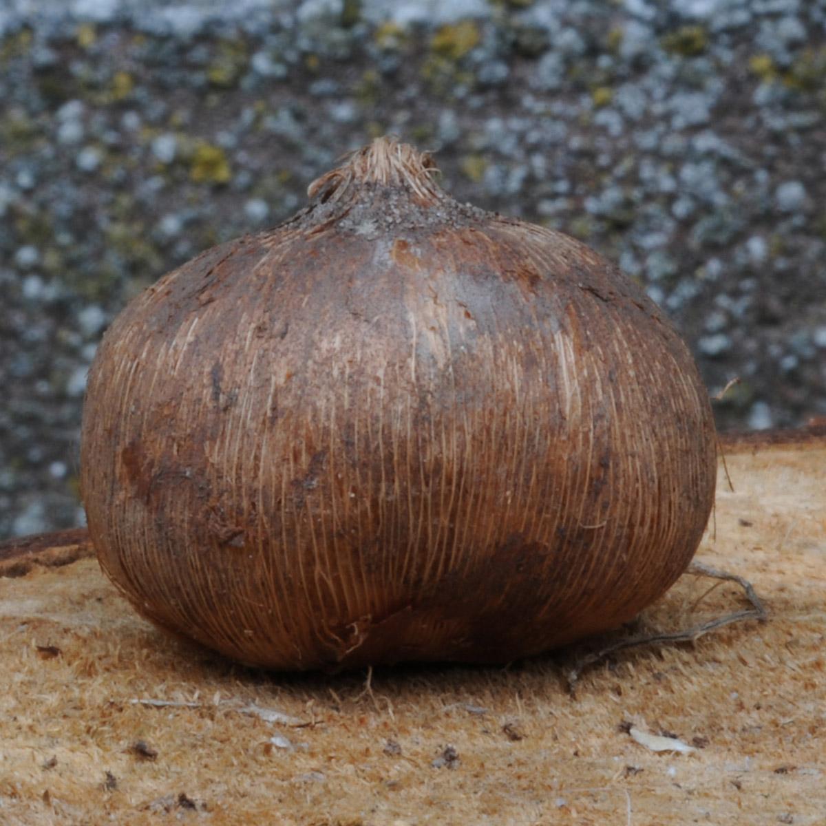 Der Krokus