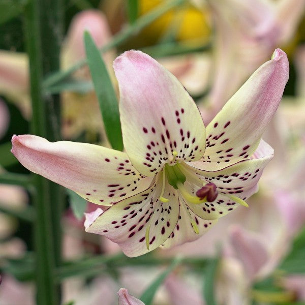 Beste Zeit, um Lilien zu pflanzen?