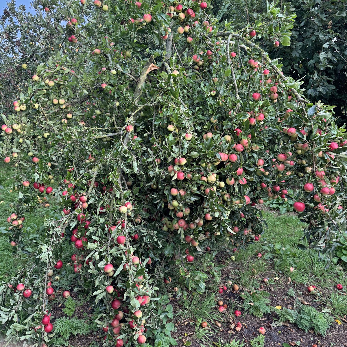 De Dahlia’ zijn mollig