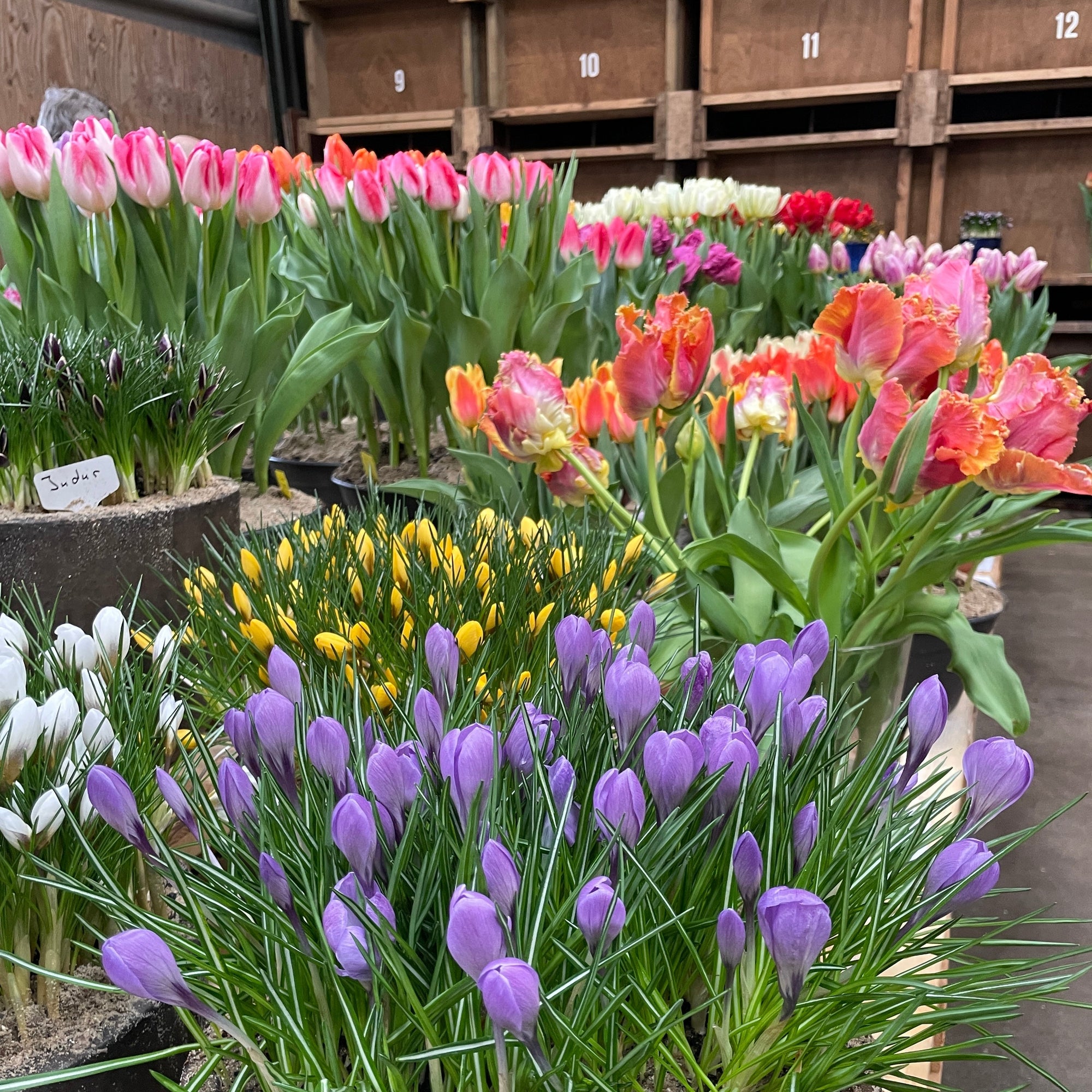 Een Dag in de Wereld van Fluwel