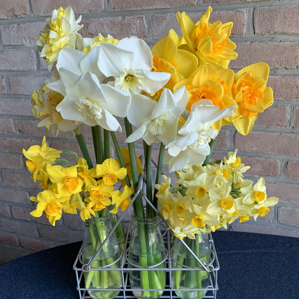 Einladung zur World Daffodil Tour