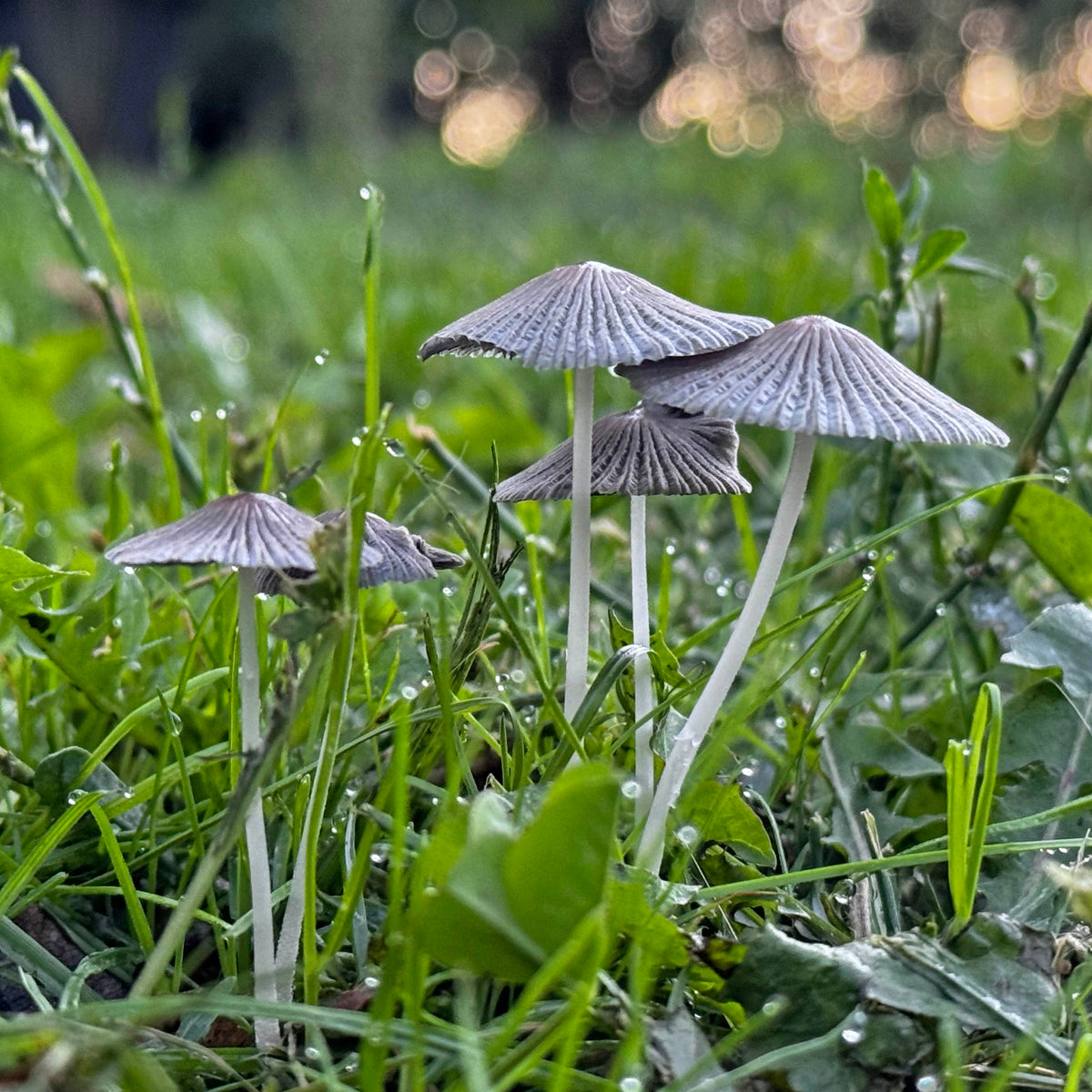 Na zonneschijn komt regen.