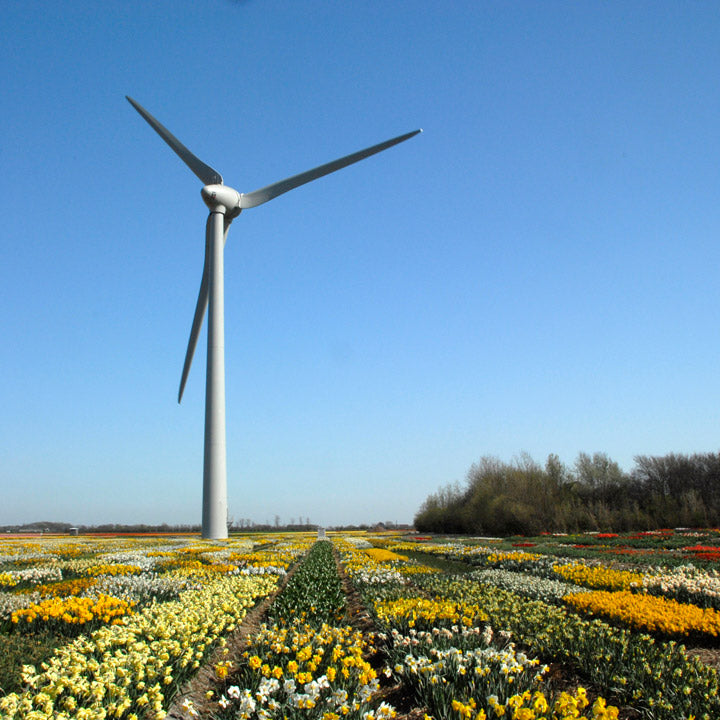 Wie umweltbelastend ist die holländische Blumenzwiebelindustrie?