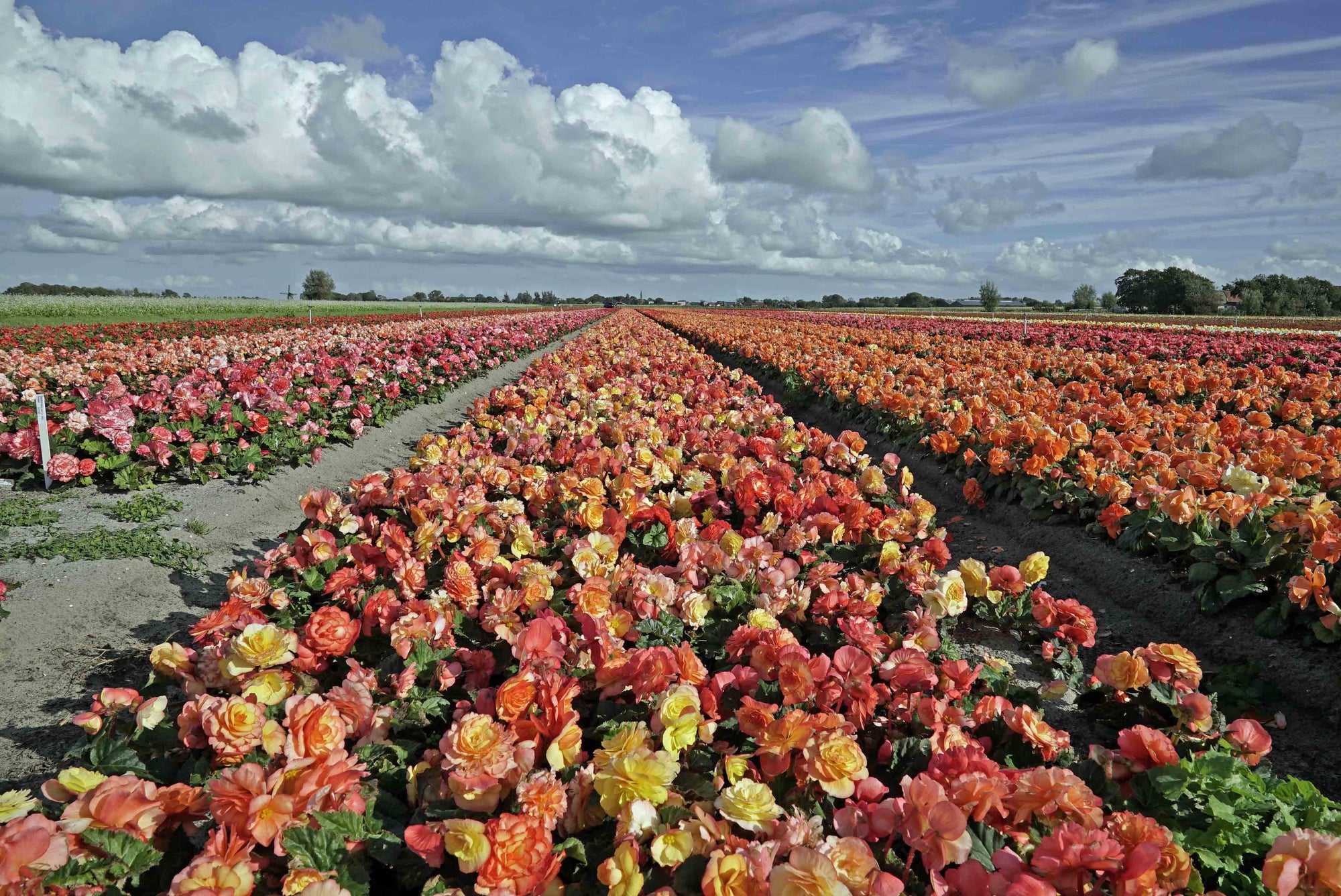 Begonia overhouden - fluwelnl