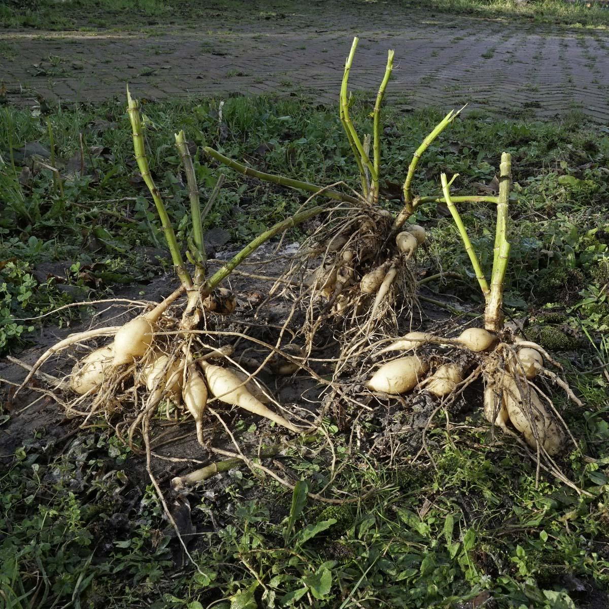 Copy of Dahlia overhouden - fluwelnl