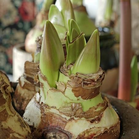 De 2021 Fluwel-Amaryllis top 10 - fluwelnl