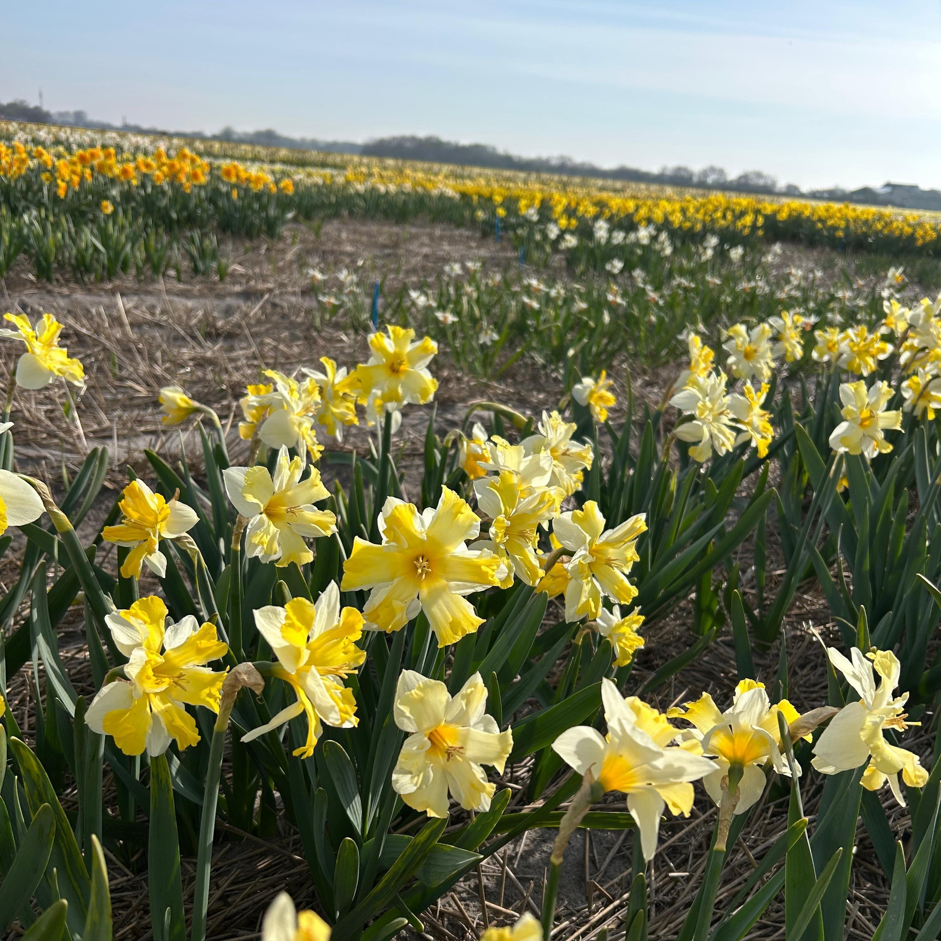 Lente - Fluwel