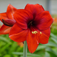 Amaryllis