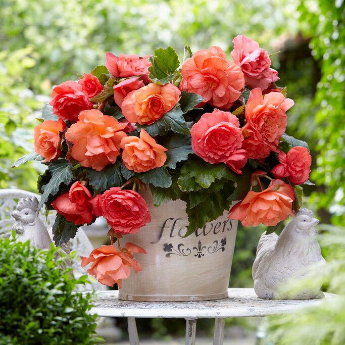Begonia's - fluwelnl