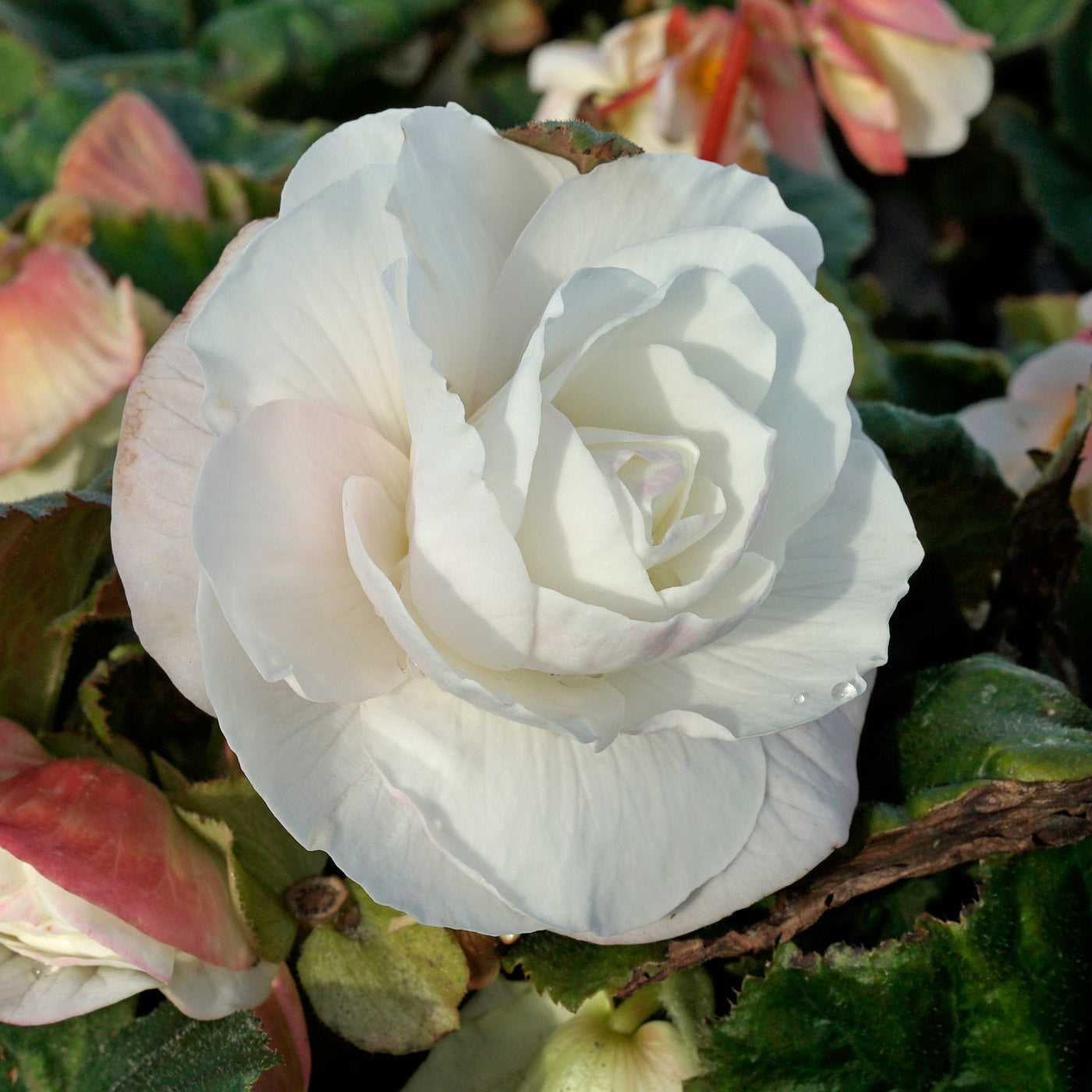 Begonia's - fluwelnl