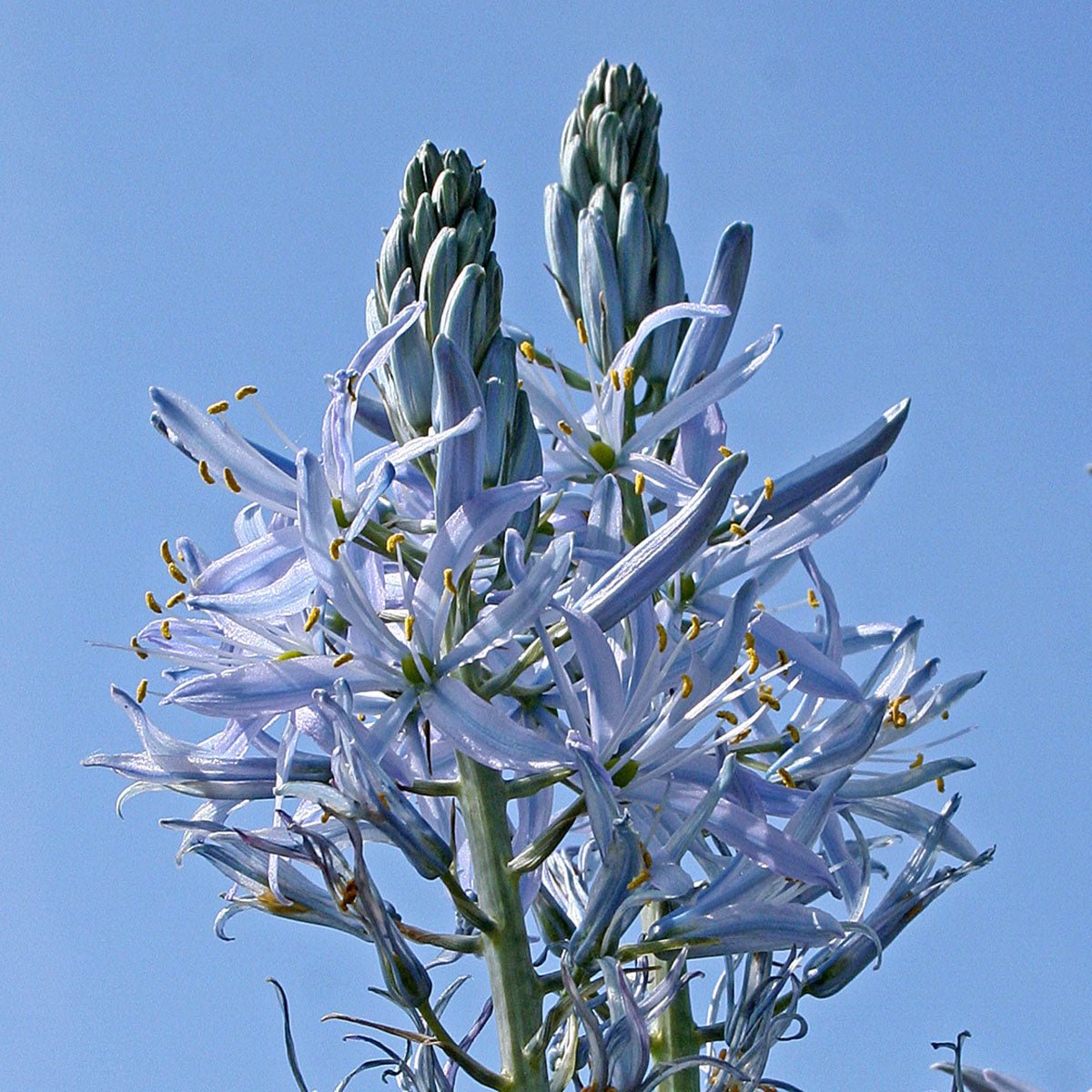 Camassia - fluwelnl