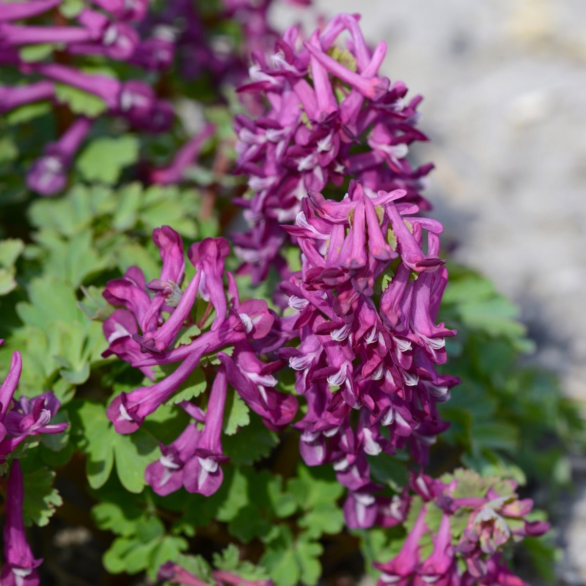 Corydalis - fluwelnl