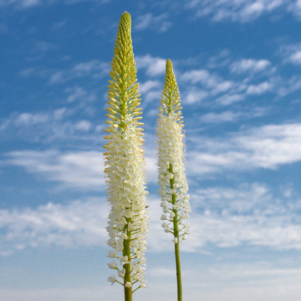 Eremurus - fluwelnl