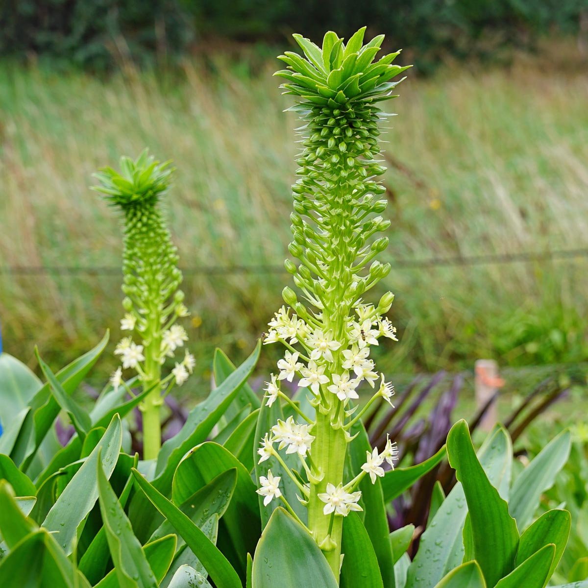 Eucomis - fluwelnl