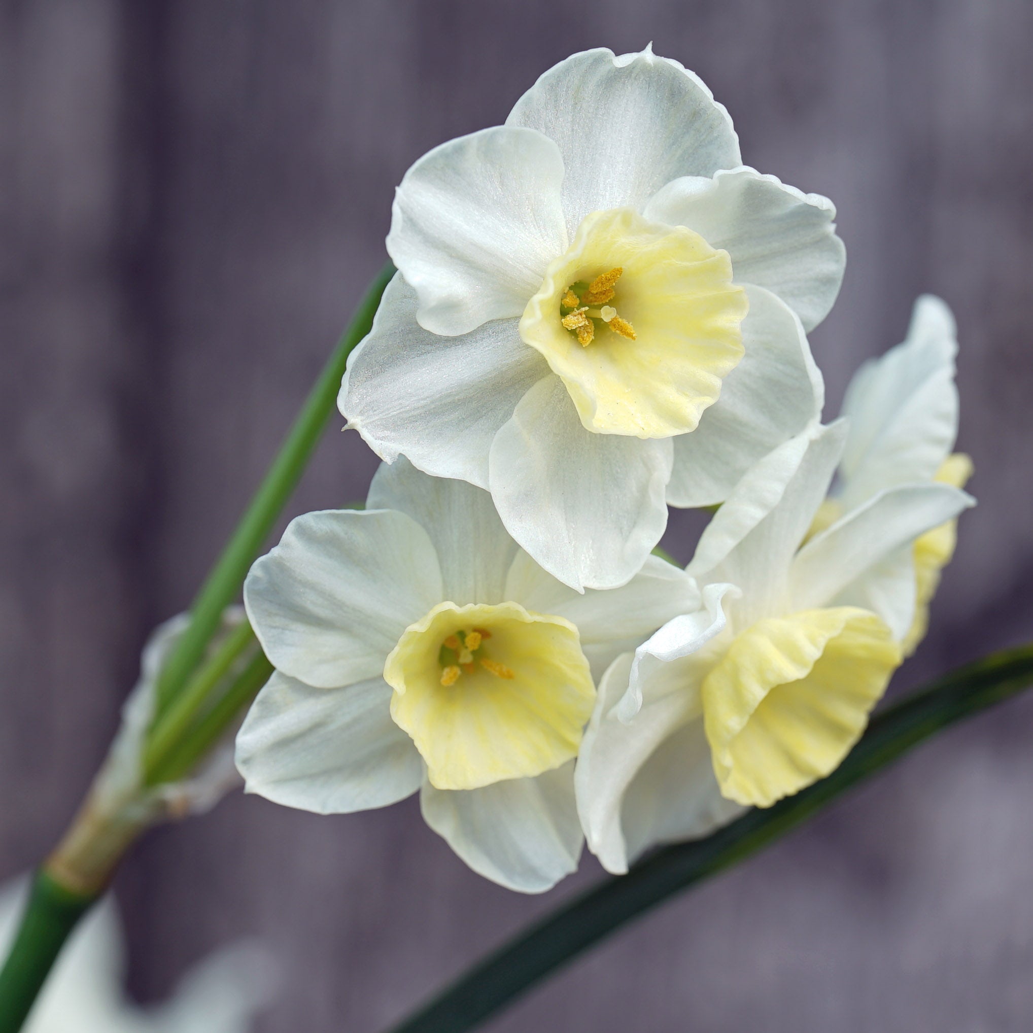 Fluwel Special Narcissus - fluwelnl