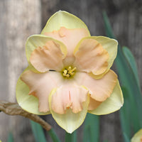 Fluwel Special Narcissus