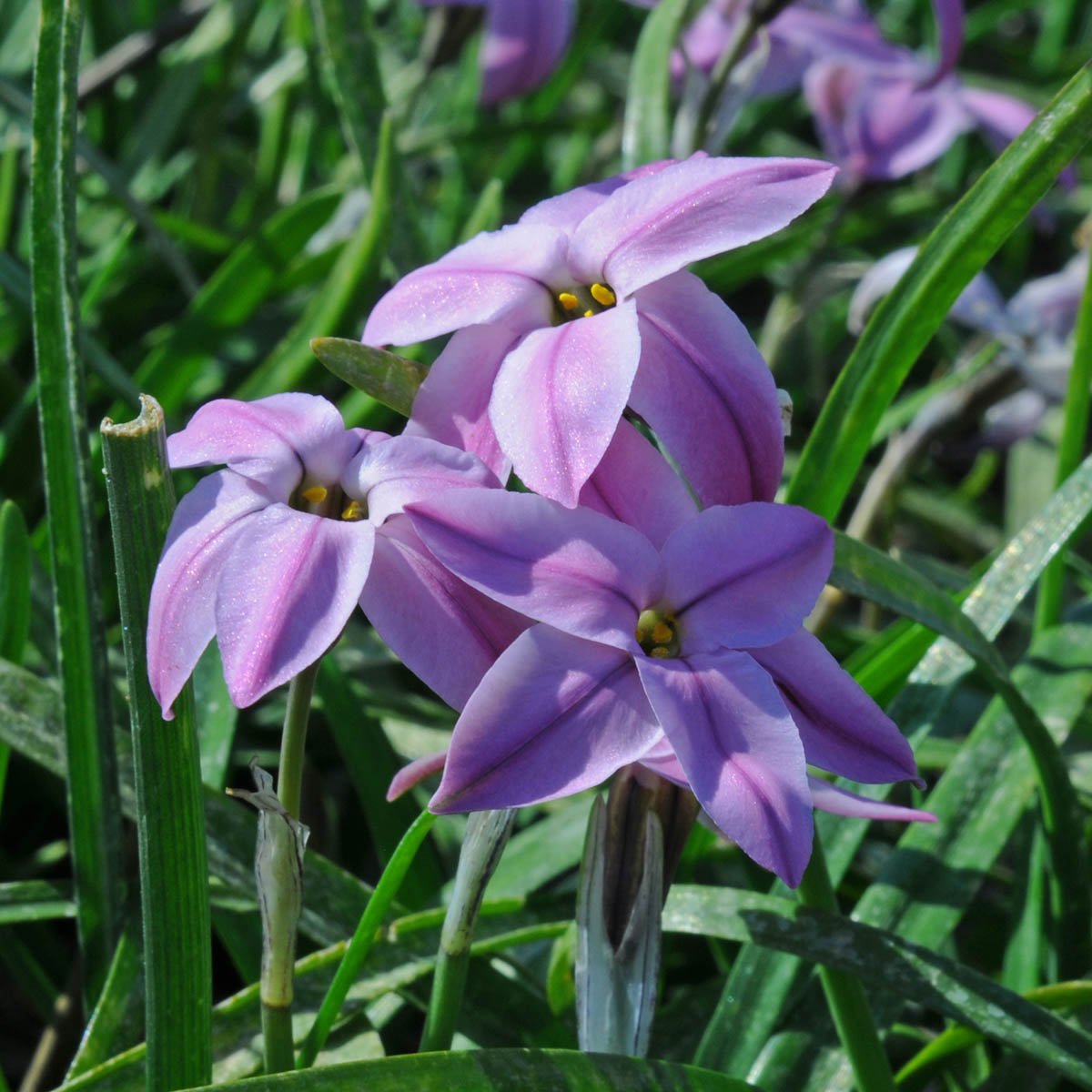 Ipheion - fluwelnl