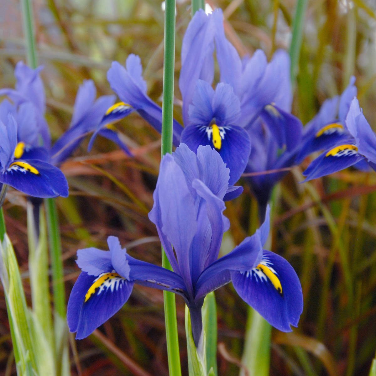 Iris - fluwelnl