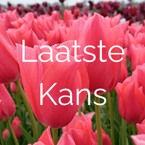 Laatste Kans - fluwelnl