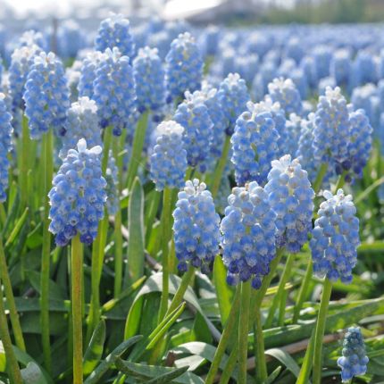 Muscari (blauwe druifjes) - Fluwel