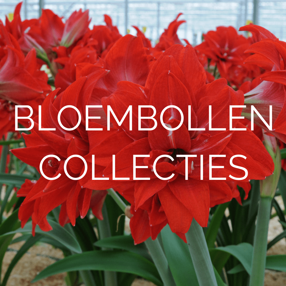 Nieuw: Bloembollen collecties! - fluwelnl