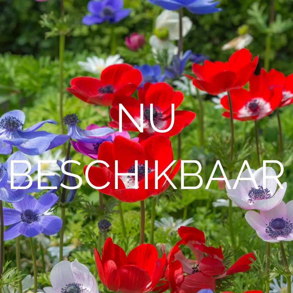 Nu beschikbaar - fluwelnl