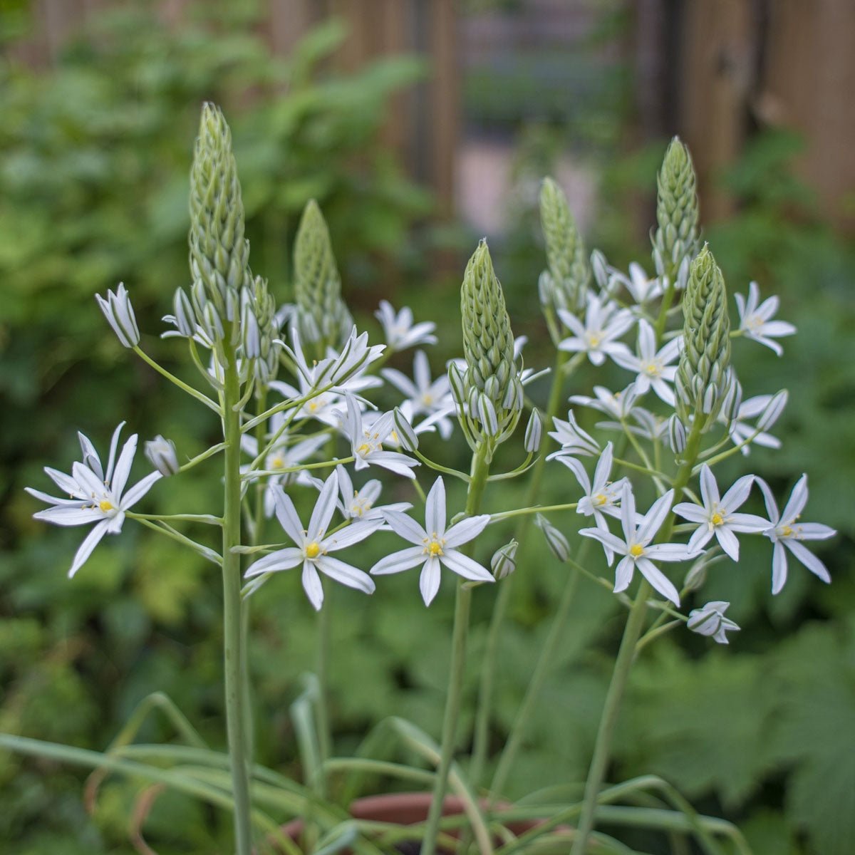 Ornithogalum - fluwelnl